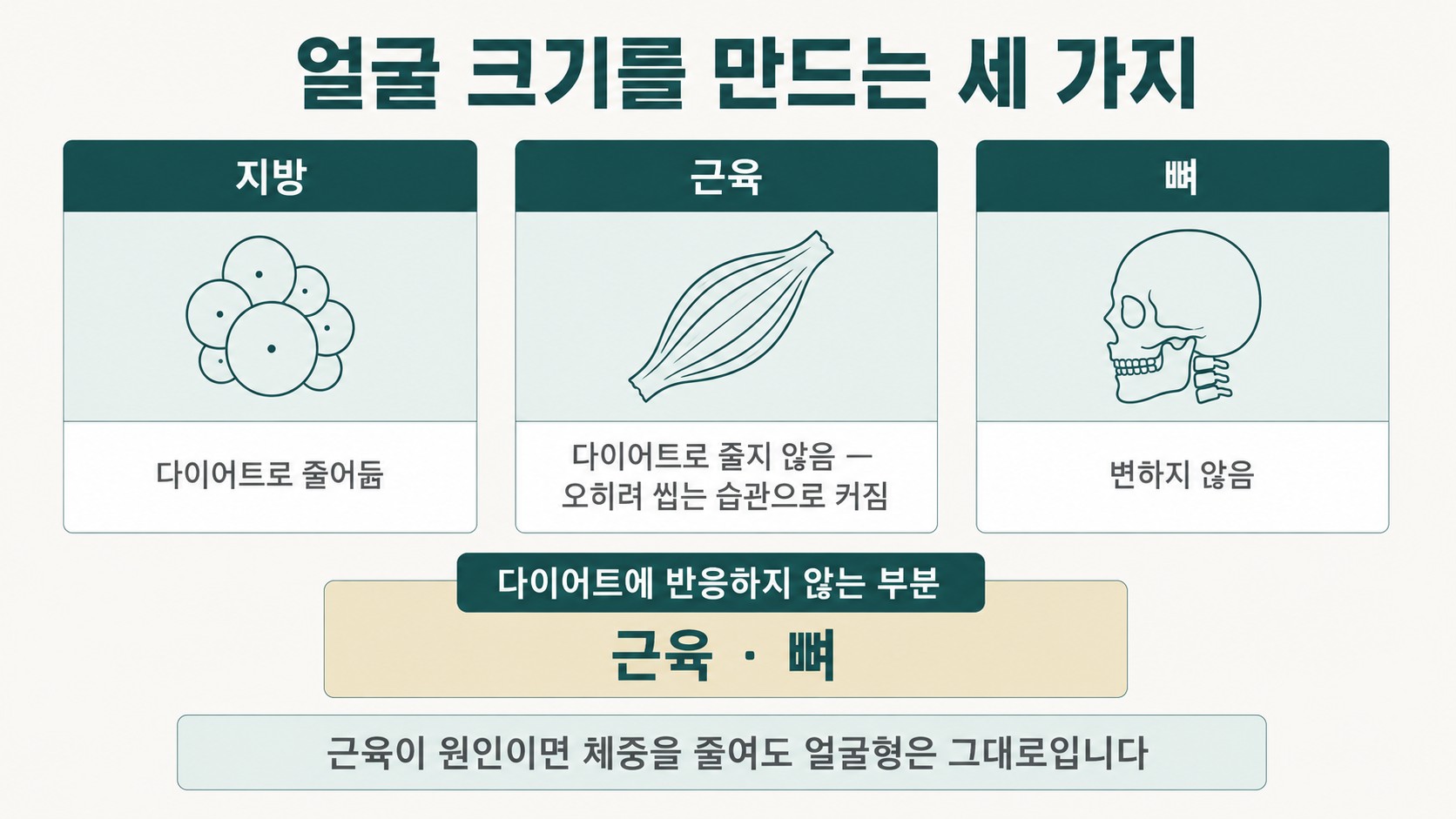 지방·근육·뼈 세 요소와 각각이 다이어트에 반응하는지 여부를 정리한 비교 도해