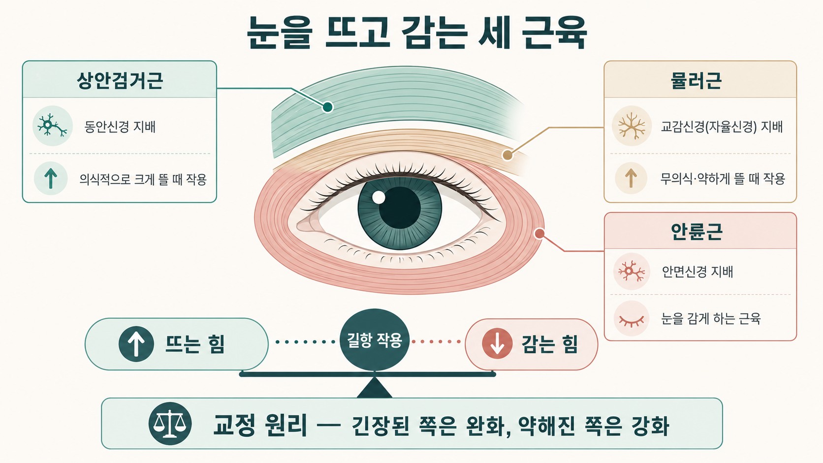 상안검거근·뮬러근·안륜근의 위치와 지배신경, 길항 작용을 정리한 해부 도해