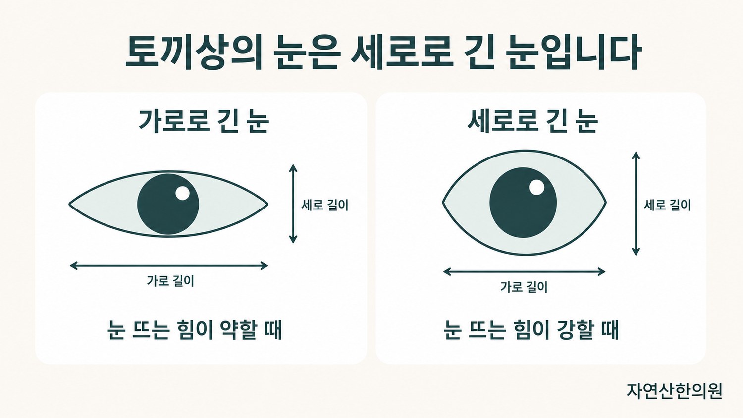 가로로 긴 눈과 세로로 긴 눈의 형태 차이를 나란히 그려 비교한 도해
