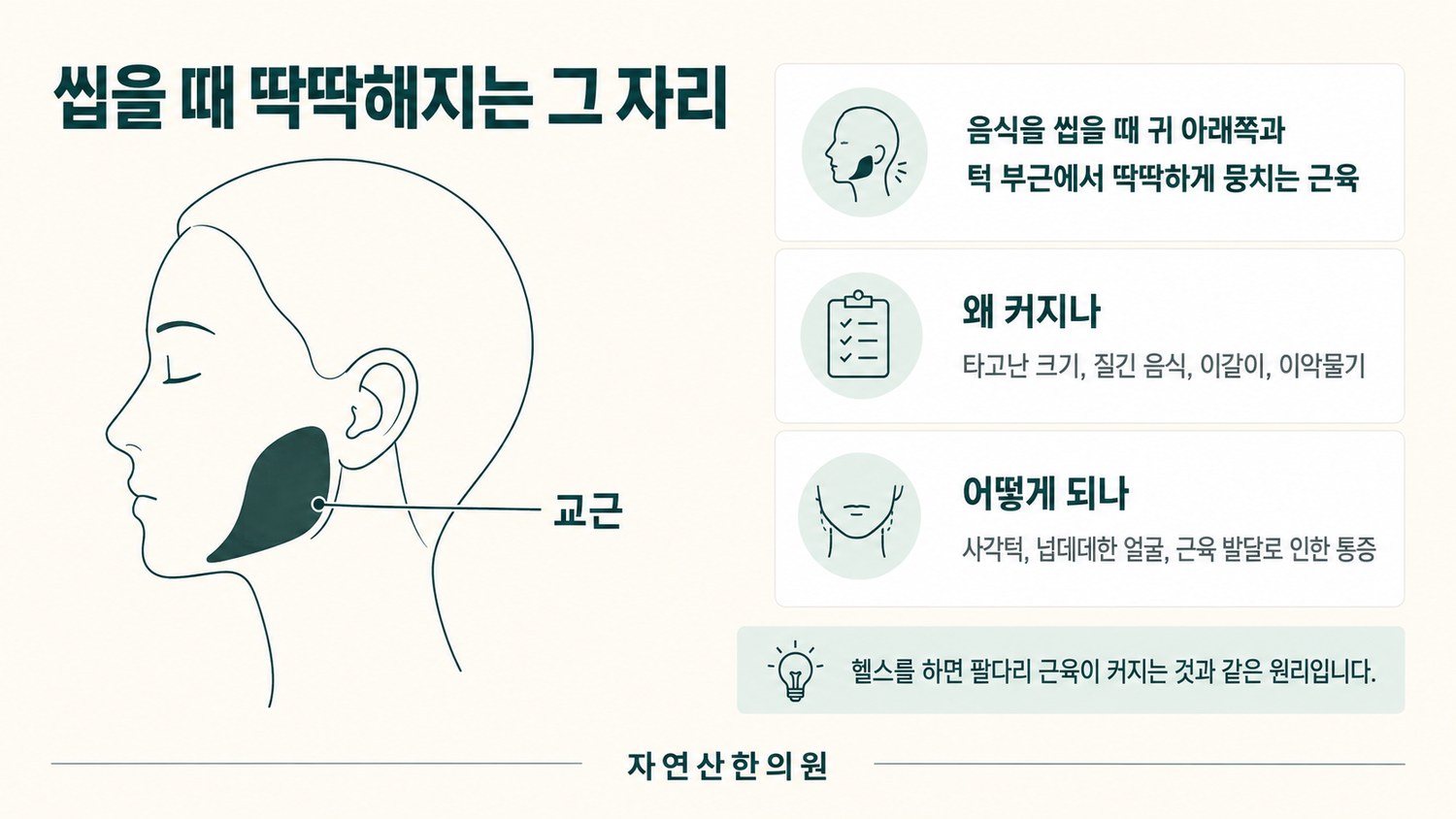 귀 아래쪽과 턱 부근에서 씹을 때 뭉치는 교근의 위치를 표시한 도해