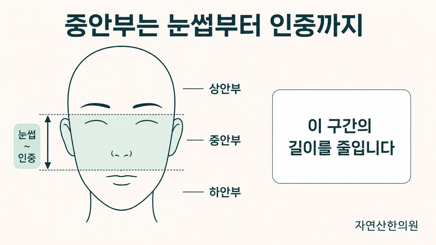 얼굴 정면에 눈썹부터 인중까지를 중안부로 표시한 범위 도해