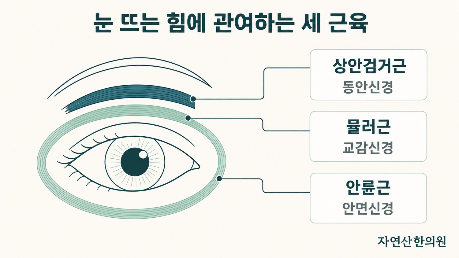 상안검거근·뮬러근·안륜근의 위치와 동안신경·교감신경·안면신경이라는 지배신경을 함께 표시한 해부 도해